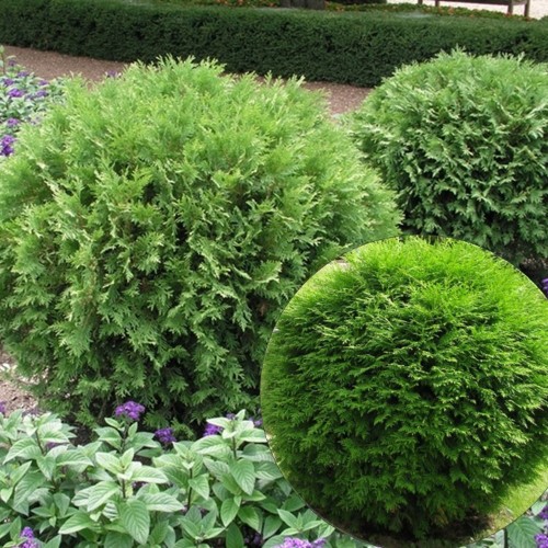 Thuja occidentalis 'Woodwardii' - Harilik elupuu 'Woodwardii' C2/2L